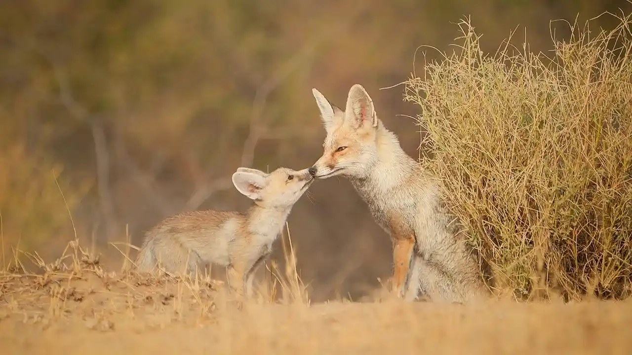 Desert National Park – The Call of the Thar