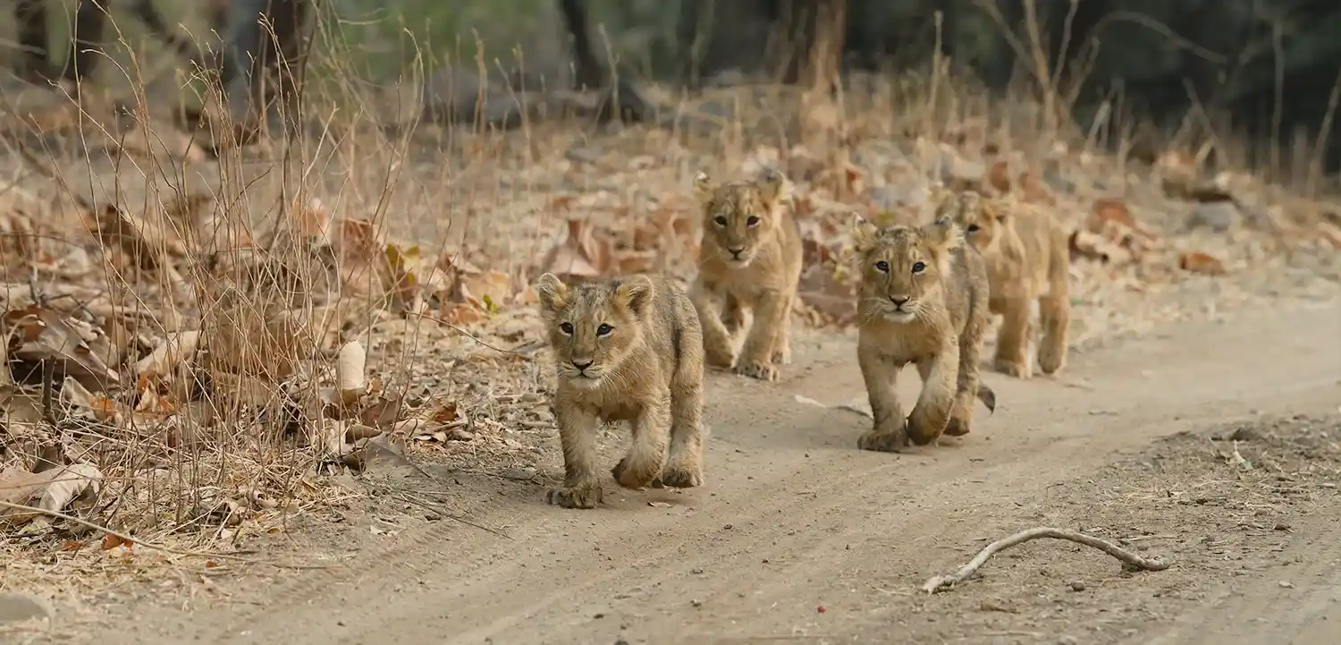 Gir National Park