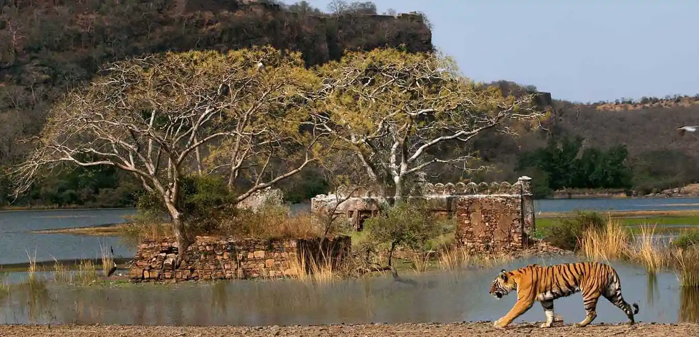 Ranthambore National Park – The Land of the Royal Bengal Tiger