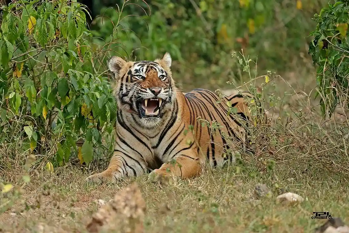 Sariska Tiger Reserve – The Hidden Gem of Alwar