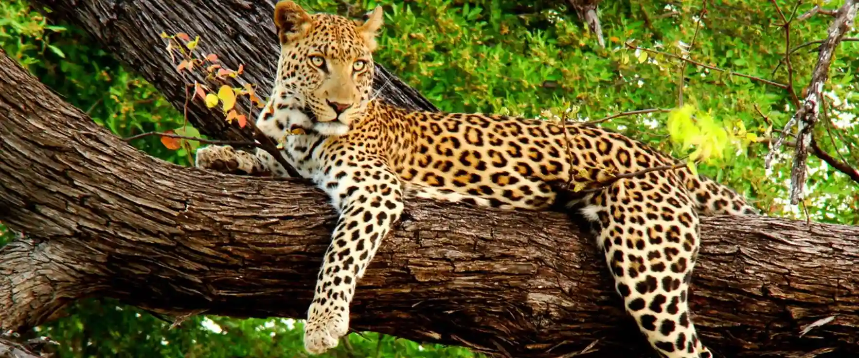 Sajjangarh Wildlife Sanctuary Trails Udaipur